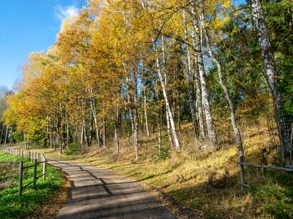 Пейзаж Сельскими Дорогами Деревянный Забор Вдоль Края Красочные Деревья Осень — стоковое фото