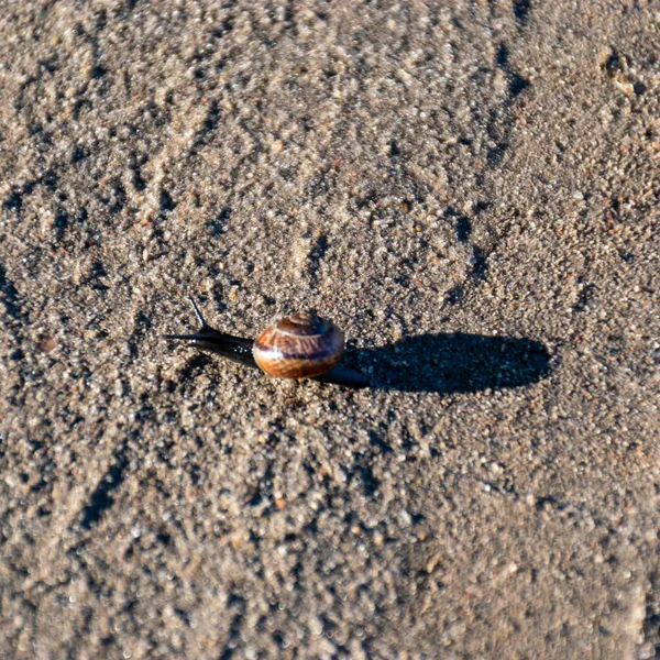 Picture Small Snail Background Earth Beautiful Shadow — 图库照片