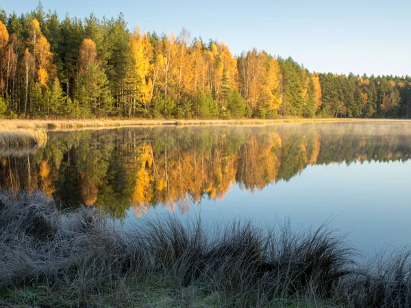 호수의 진흙에 아름답고 나무들 — 스톡 사진