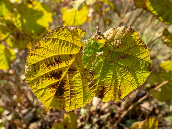 Schöne Und Bunte Blätter Sonnenlicht Herbst — Stockfoto