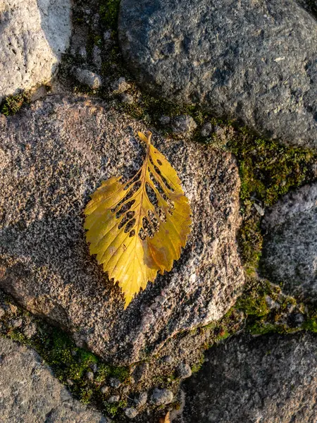 Beautiful Yellow Autumn Leaf Gray Stone Background — Stock Photo, Image