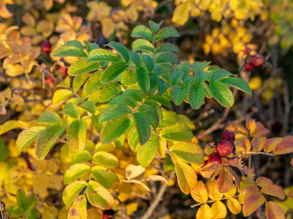 Schöne Und Bunte Blätter Sonnenlicht Herbst — Stockfoto