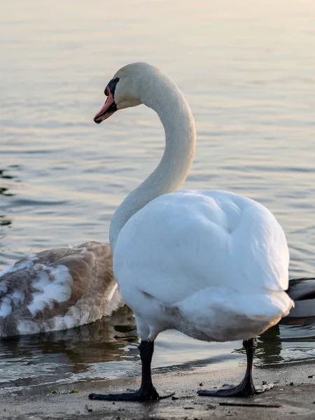 Picture Swan Family Lake Autumn Evening Sunset — ストック写真