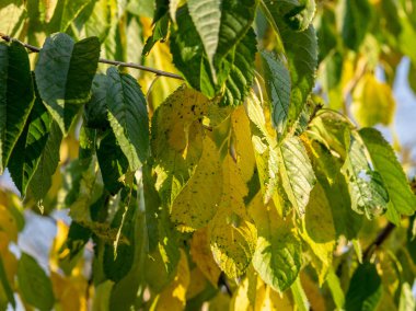 Güzel renkli yaprakları ve bulanık arkaplanı olan sonbahar resmi