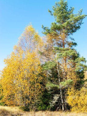 Sonbaharda ağaçların tepesinden güzel renkli bir manzara