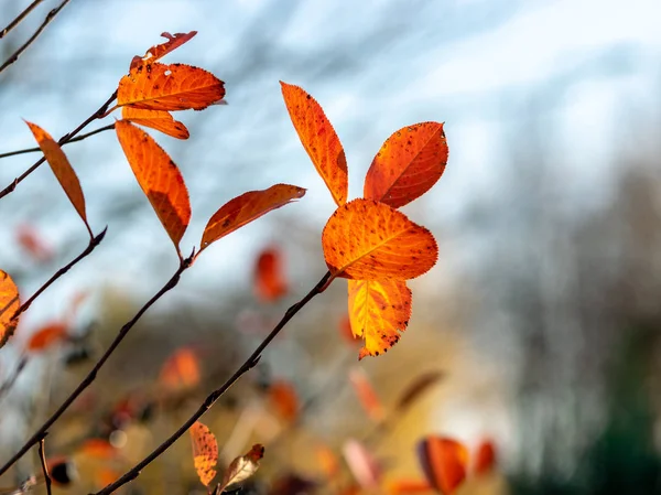 autumn picture with beautiful colored leaves, blurred background