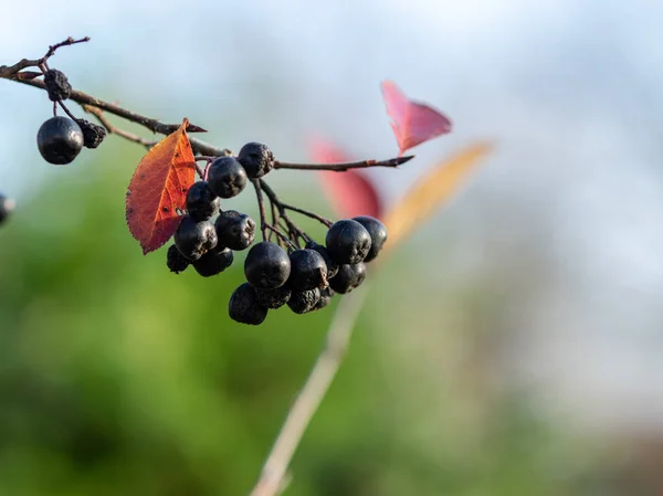 Herbstbild Mit Schönen Farbigen Blättern Verschwommenem Hintergrund — Stockfoto