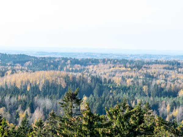 Schöne Bunte Aussicht Über Baumwipfel Herbst — Stockfoto