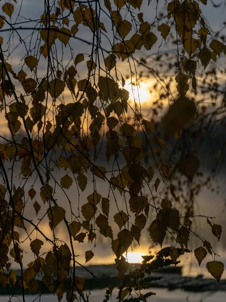 Фотография Пятнистыми Листьями Деревьев Переднем Плане Коллекцией Расплывчатых Деревьев Желтых — стоковое фото