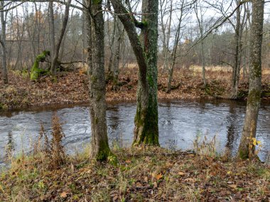Küçük ve hızlı nehir manzarası, çıplak ağaç siluetleri, yerde ağaç yaprakları, sonbahar günü