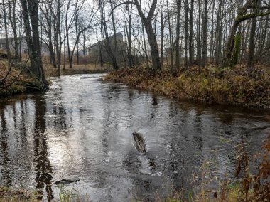 Küçük ve hızlı nehir manzarası, çıplak ağaç siluetleri, yerde ağaç yaprakları, sonbahar günü