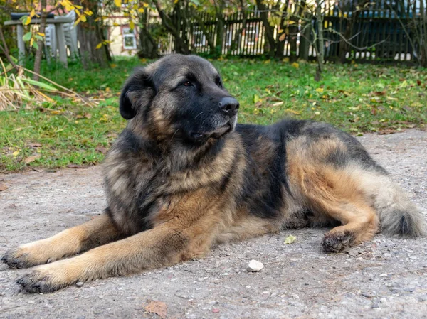 Portret Van Een Serieuze Hond Een Achtertuin — Stockfoto