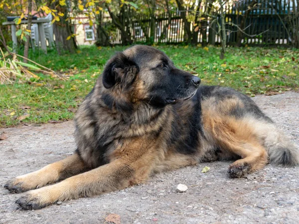 Portret Van Een Serieuze Hond Een Achtertuin — Stockfoto