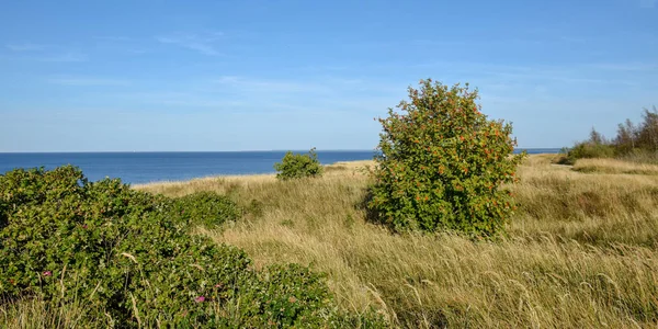 有海岸的风景 在海滨的草地上 背景是蓝色的海 — 图库照片