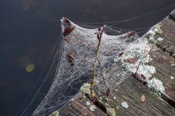 Tautropfen Auf Spinnennetze Nebligen Feld Morgen Spinnennetz Tau Makroansicht Spinnennetztautropfen — Stockfoto