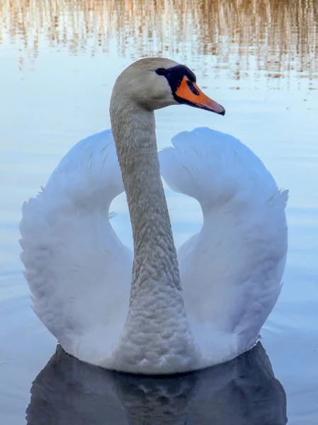 Bela Vista Com Cisne Branco Lago Belas Reflexões — Fotografia de Stock