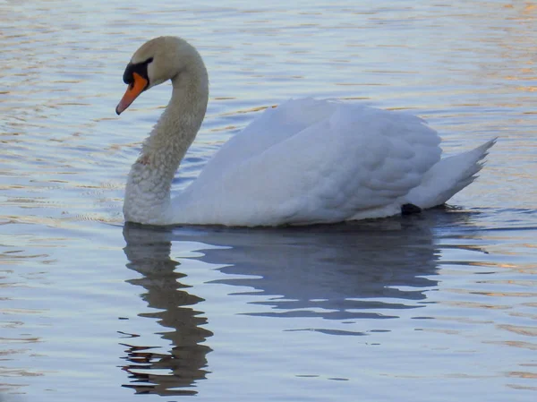 Vakker Utsikt Med Hvit Svane Sjøen Vakre Refleksjoner – stockfoto