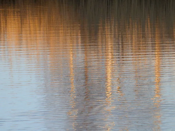 Riflessione Astratta Degli Alberi Acqua — Foto Stock