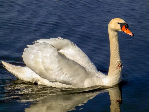 Krásný Výhled Bílou Labutí Jezeře Krásné Odrazy — Stock fotografie