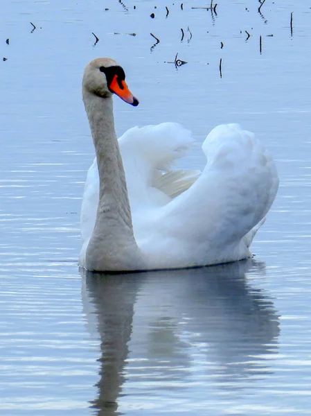 호수에 백조의 아름다운 아름다운 — 스톡 사진