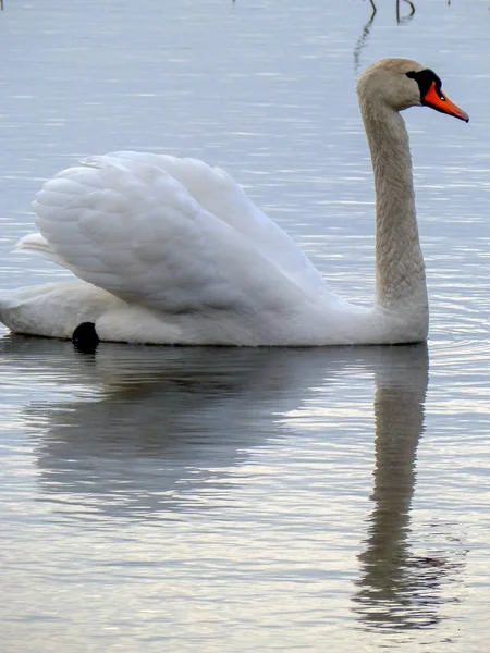 湖の上に白い白鳥と美しい景色 — ストック写真