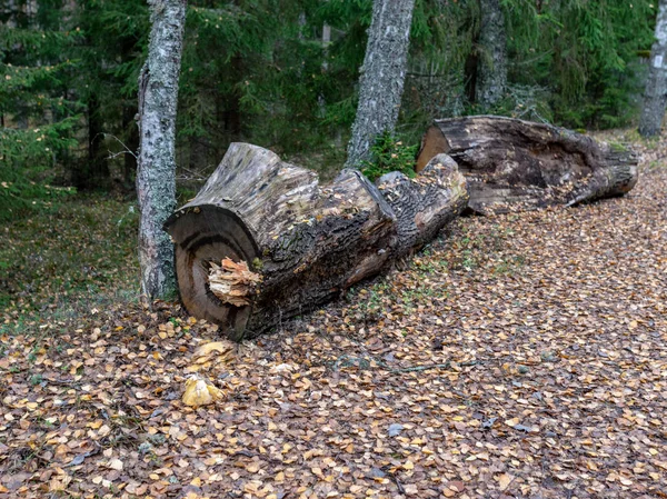 Foresta Autunno Foglie Sfondo — Foto Stock