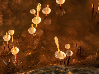 Donmuş sazlıkların soyut görüntüsü. Hareket eden suyun bulanık hatları. arkaplan için uygun