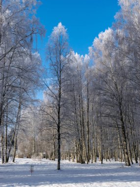 Beyaz ve karlı ağaçlarla güzel kış manzarası