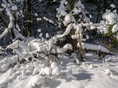  Beyaz karla kaplı ağaçla dolu güzel bir kış resmi tarlanın ortasında, güneşli bir kış günü
