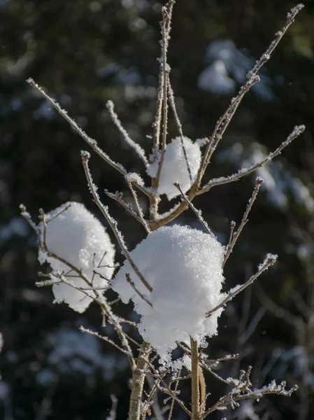 Hermoso Cuadro Invierno Con Árbol Cubierto Nieve Blanca Medio Del —  Fotos de Stock