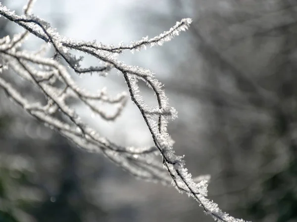 Piękne Zimowe Zdjęcie Białym Pokrytym Śniegiem Drzewem Środku Pola Słoneczny — Zdjęcie stockowe