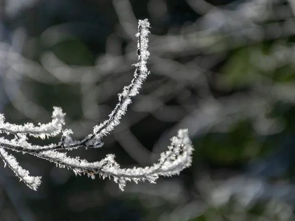 Bela Imagem Inverno Com Árvore Branca Coberta Neve Meio Campo — Fotografia de Stock