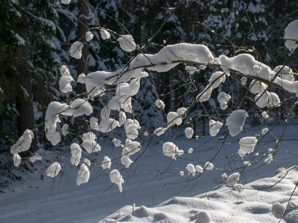 Bela Imagem Inverno Com Árvore Branca Coberta Neve Meio Campo — Fotografia de Stock