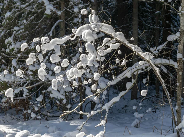  Beyaz karla kaplı ağaçla dolu güzel bir kış resmi tarlanın ortasında, güneşli bir kış günü