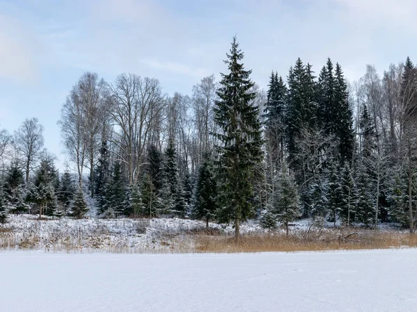 雪に覆われた木々と白い大地の冬の日の風景 — ストック写真