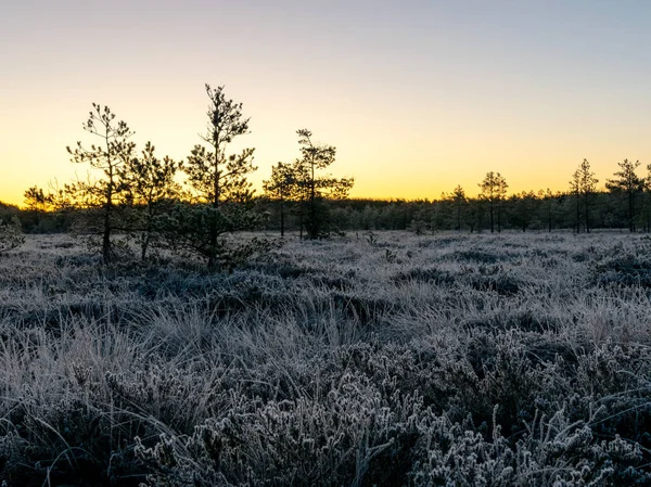 Landscape Swamp Lake Frosted Swamp Grass Pines Cold Sunset Morning — Stock Photo, Image
