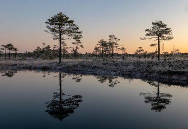 Bataklık gölü, buzlu bataklık otları ve çam ağaçları, soğuk günbatımı sabahı, karanlık göl suyundaki güzel yansımalar, Niedraju-Pilkas bataklığı, Letonya