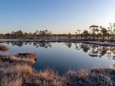 Bataklık gölü, buzlu bataklık otları ve çam ağaçları, soğuk günbatımı sabahı, karanlık göl suyundaki güzel yansımalar, Niedraju-Pilkas bataklığı, Letonya