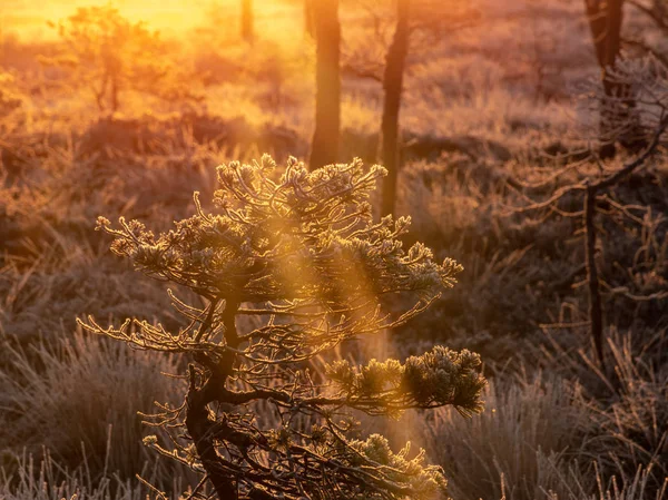 sunbeams pour through pines in misty swamp , early morning