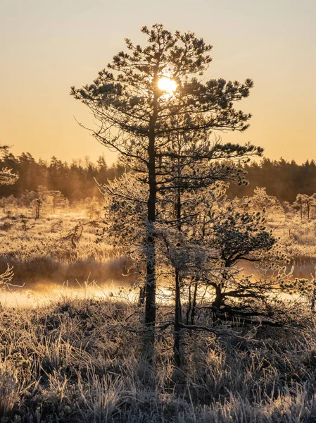 sunbeams pour through pines in misty swamp , early morning