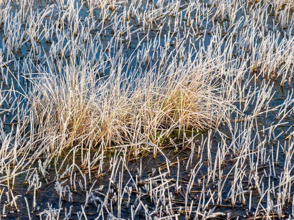 Dry Grass Covered Frost Early Morning Swamp Grass Moss — Stock Photo, Image