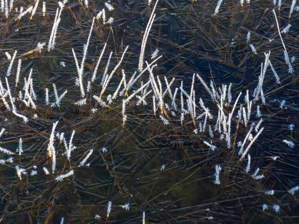 Trockenes Gras Mit Frost Frühen Morgen Sumpfgras Und Moos Bedeckt — Stockfoto