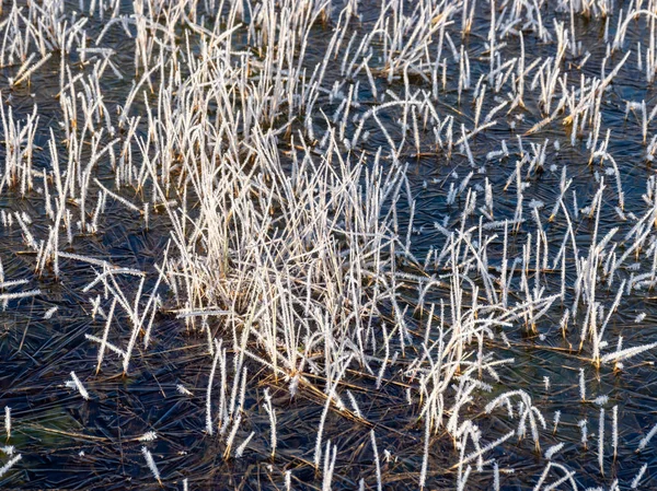 Trockenes Gras Mit Frost Frühen Morgen Sumpfgras Und Moos Bedeckt — Stockfoto