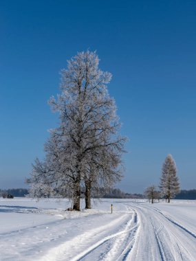 Güzel beyaz ve buzlu ağaçlarla kaplı kış manzarası, güzel mavi gökyüzü, karla kaplı topraklar, Letonya