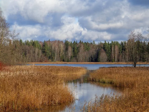 Träd Silhuetter Stranden Sjön Lugnt Vatten Och Reflektioner — Stockfoto