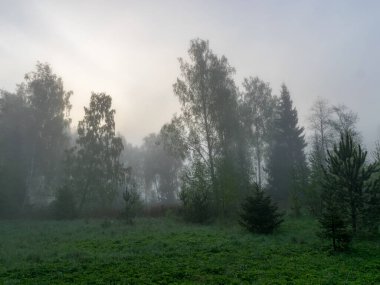 Sabahları sisli arazi, beyaz sisli ağaçlar, bulanık hatlar.