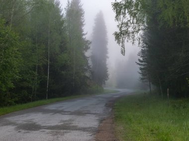 Boş bir yol dönüşü olan sis manzarası, sisin içindeki ağaç siluetleri boyunca.