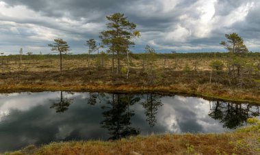 Güzel bataklık manzarası, toprak bataklık bitki örtüsü, yosun, çimen ve küçük çam ağaçları ile kaplıdır. Bataklık gölünde gökyüzü ve ağaç yansımaları.