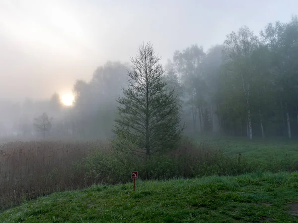 Nebellandschaft Morgen Bäume Weißen Nebel Gehüllt Verschwommene Konturen — Stockfoto