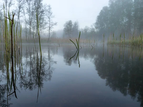 Paysage Magnifique Avec Brouillard Matin Brouillard Mystique Sur Rivière Herbe — Photo